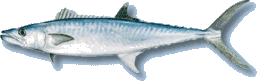 King Mackerel (aka Kingfish)